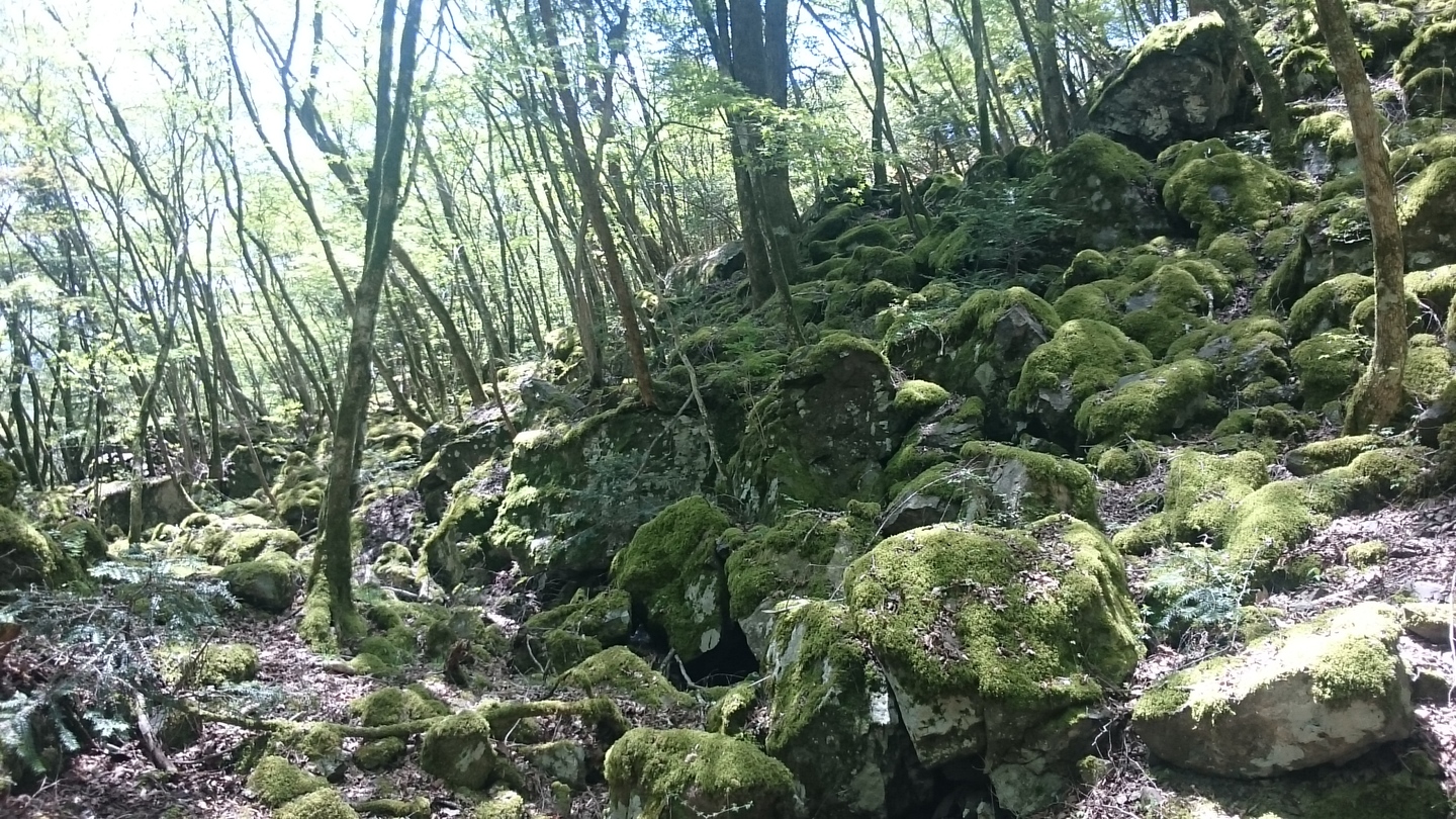 Dsc 1515